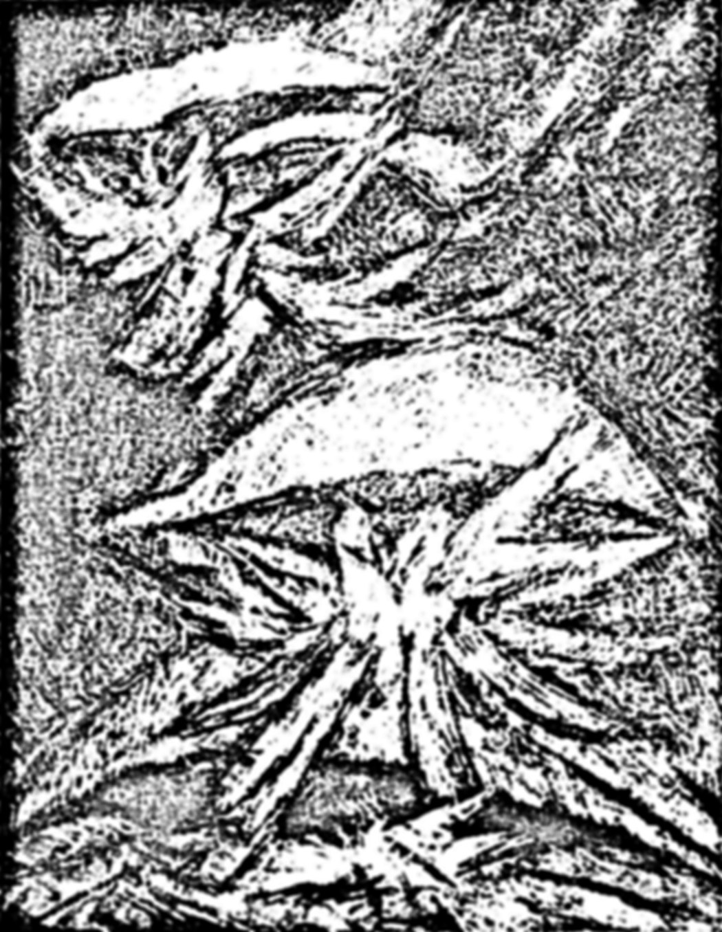 کمپوزیسیون، جواد حمیدی